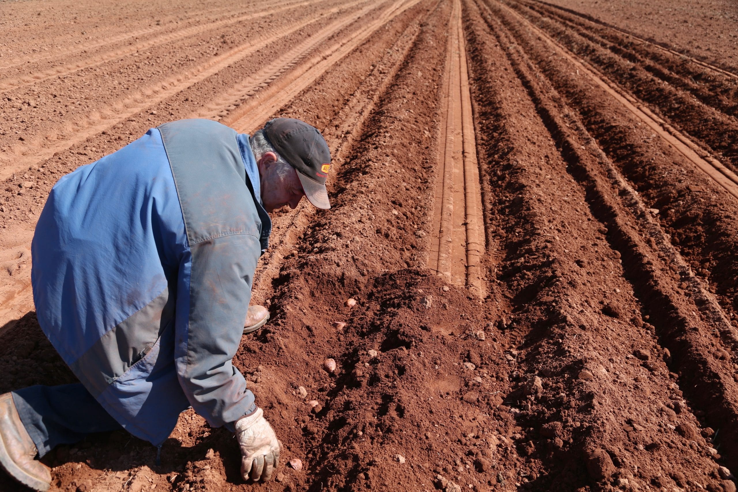 Farmboys Inc. potato planting