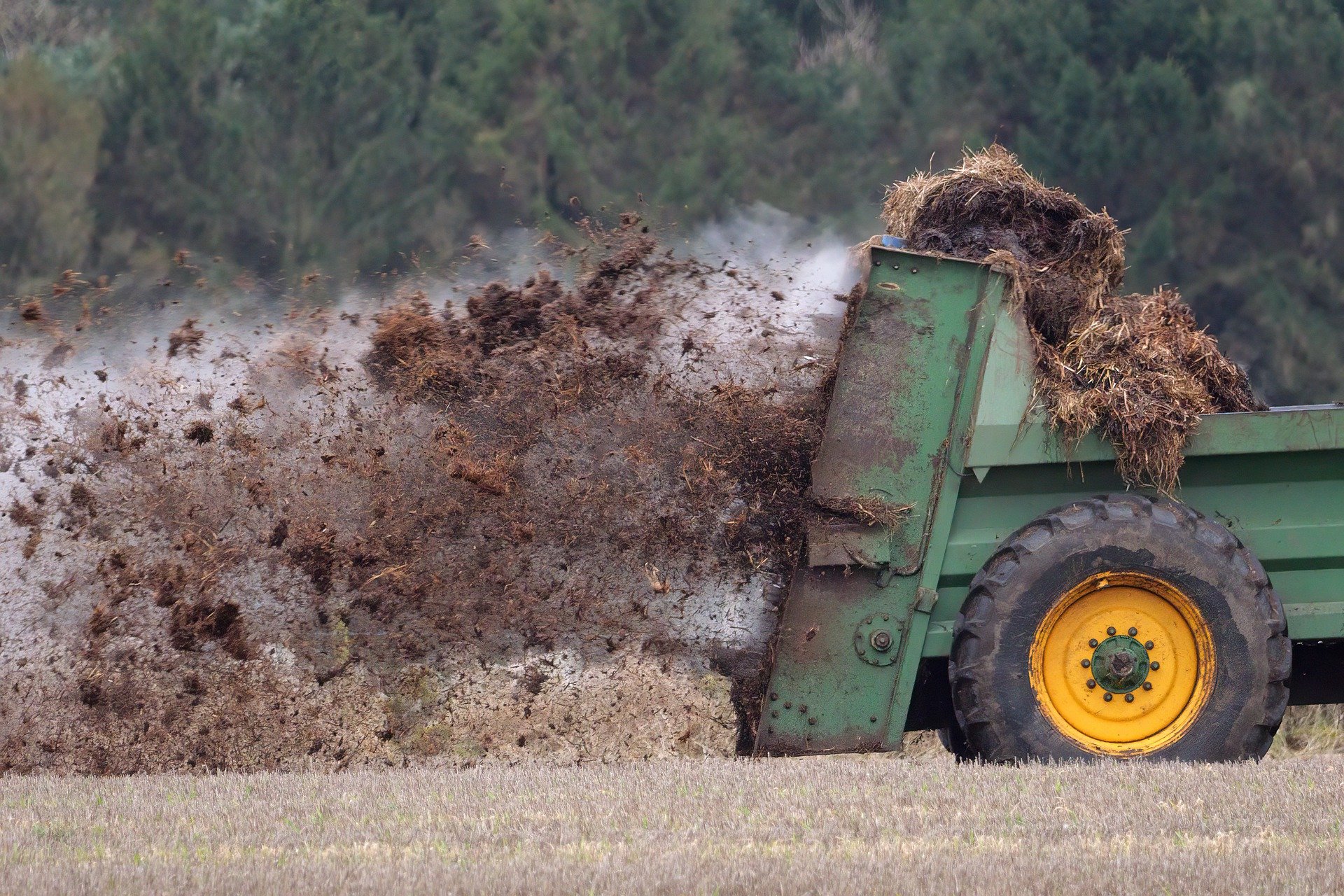 using-livestock-manure-as-fertilizer-for-potatoes