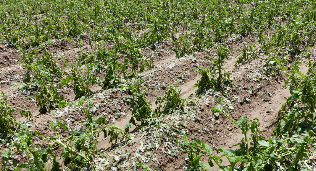 Hail damage on potato crop