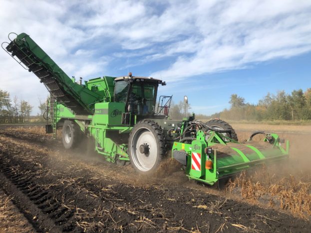 Seed potato harvest