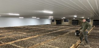Seed potato storage