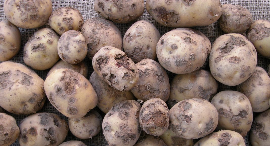 Cocktail of common scab on potatoes