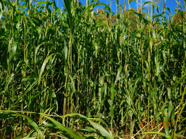 Sorghum Sudan grass crop