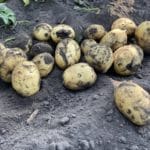 Colomba potatoes