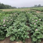Ontario potato crop