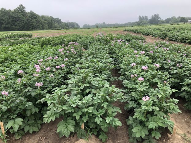 Ontario potato crop
