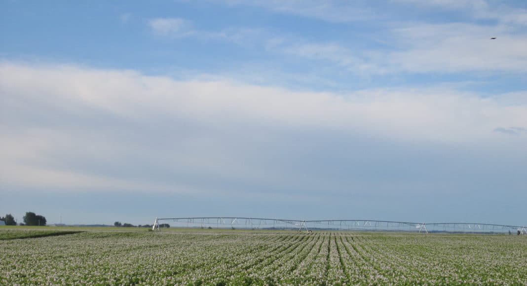 Irrigated potato field in southern Alberta