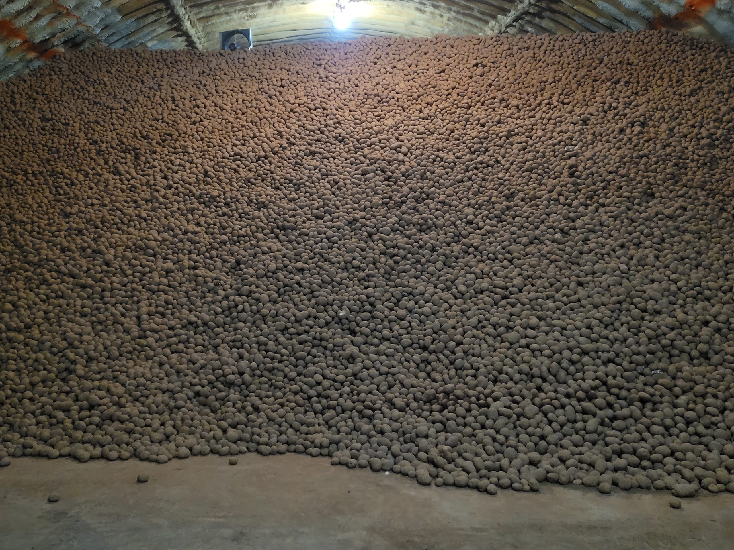 Victoria Potato Farm potato pile