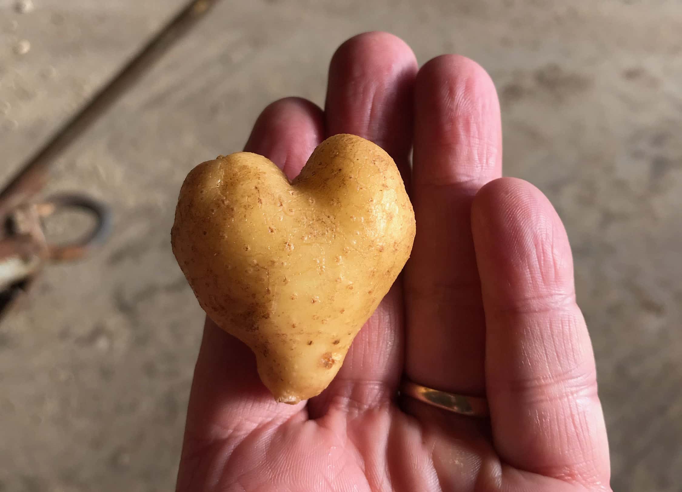 Potato heart