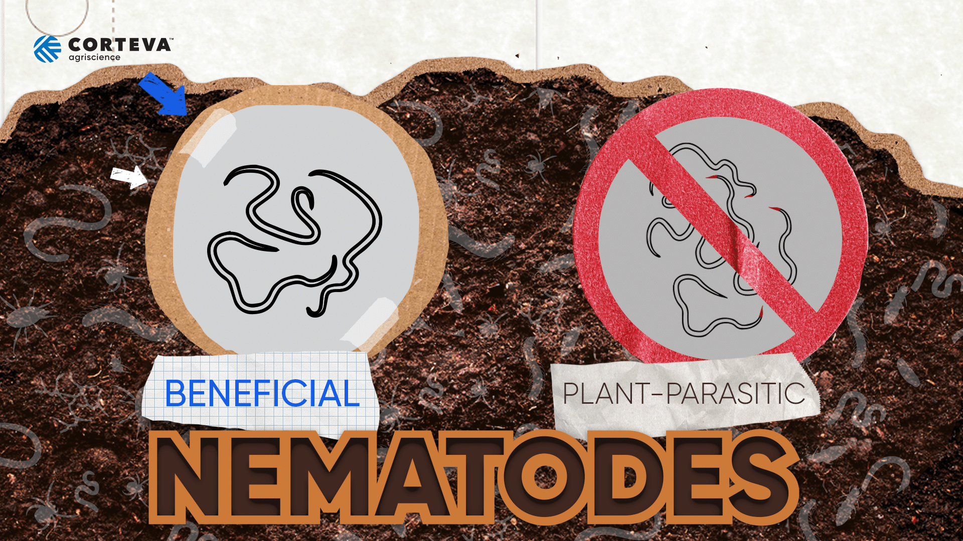 Nematodes and Their Impact on Soil Health