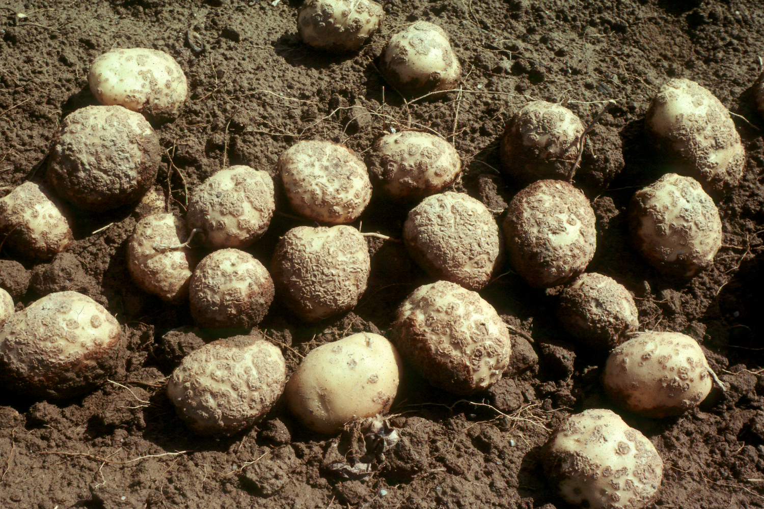 Common scab on potatoes