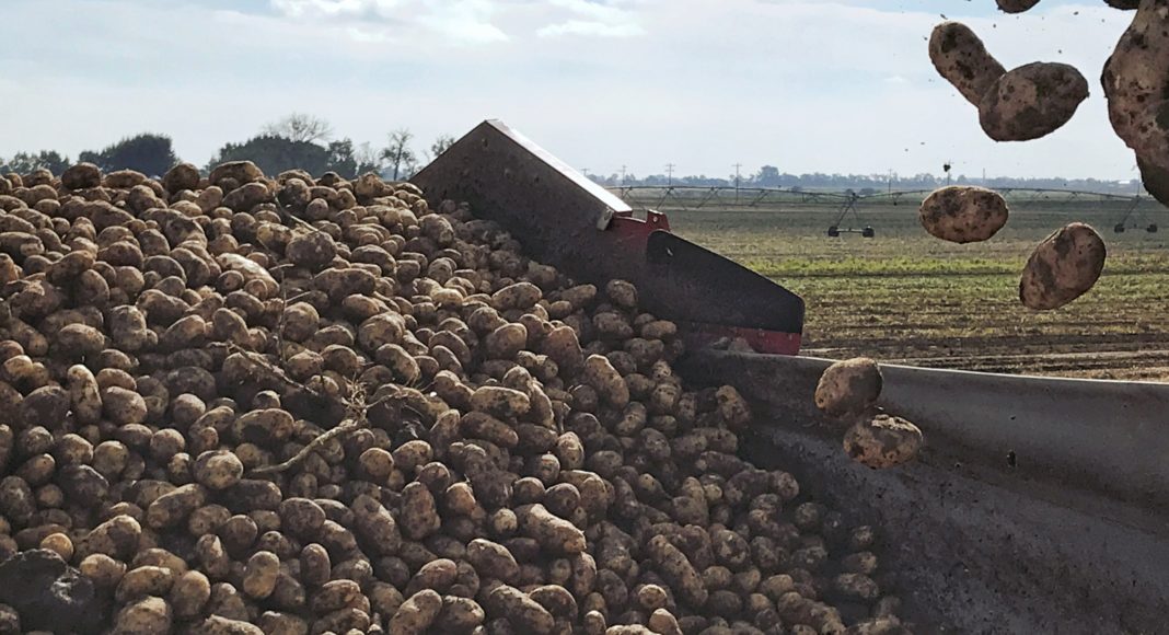 Unloading potatoes in the field