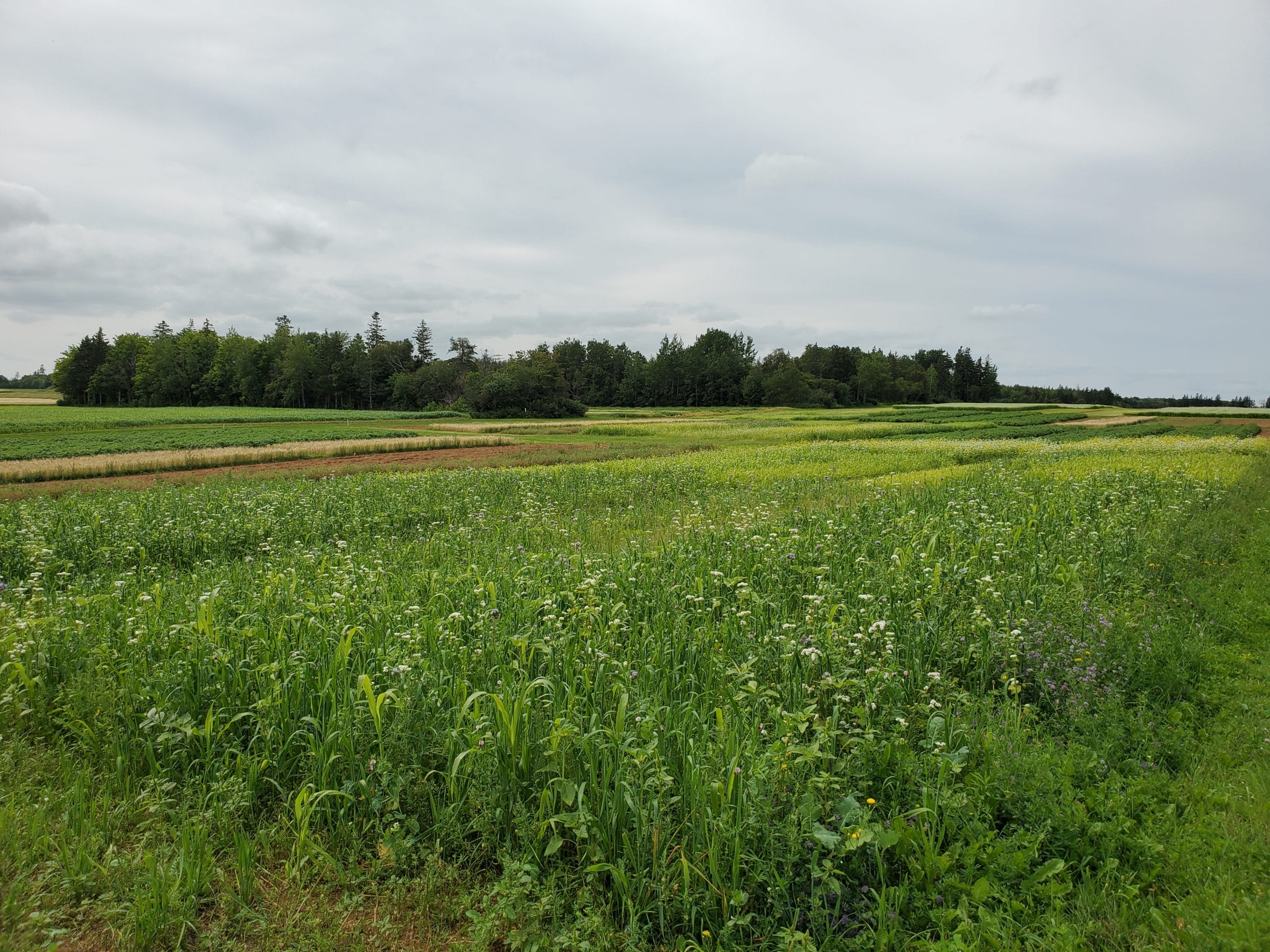 AAFC Harrington Research Farm crop rotation trial plots