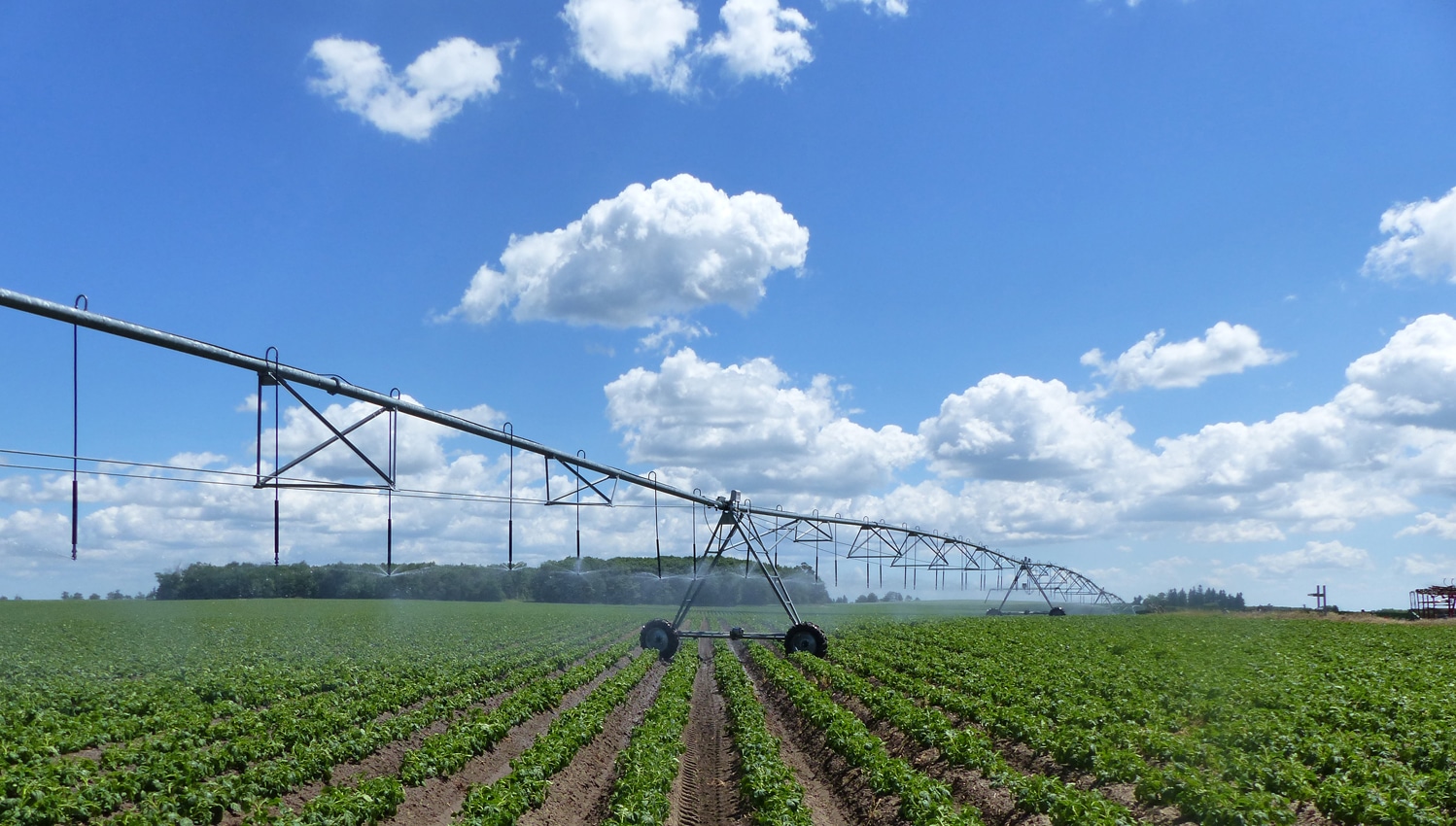Irrigation boom in Shelburne