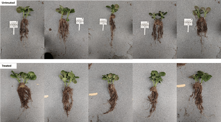 Plant roots