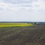 Mowing down a mustard field