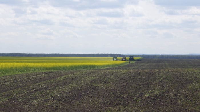 Mowing down a mustard field