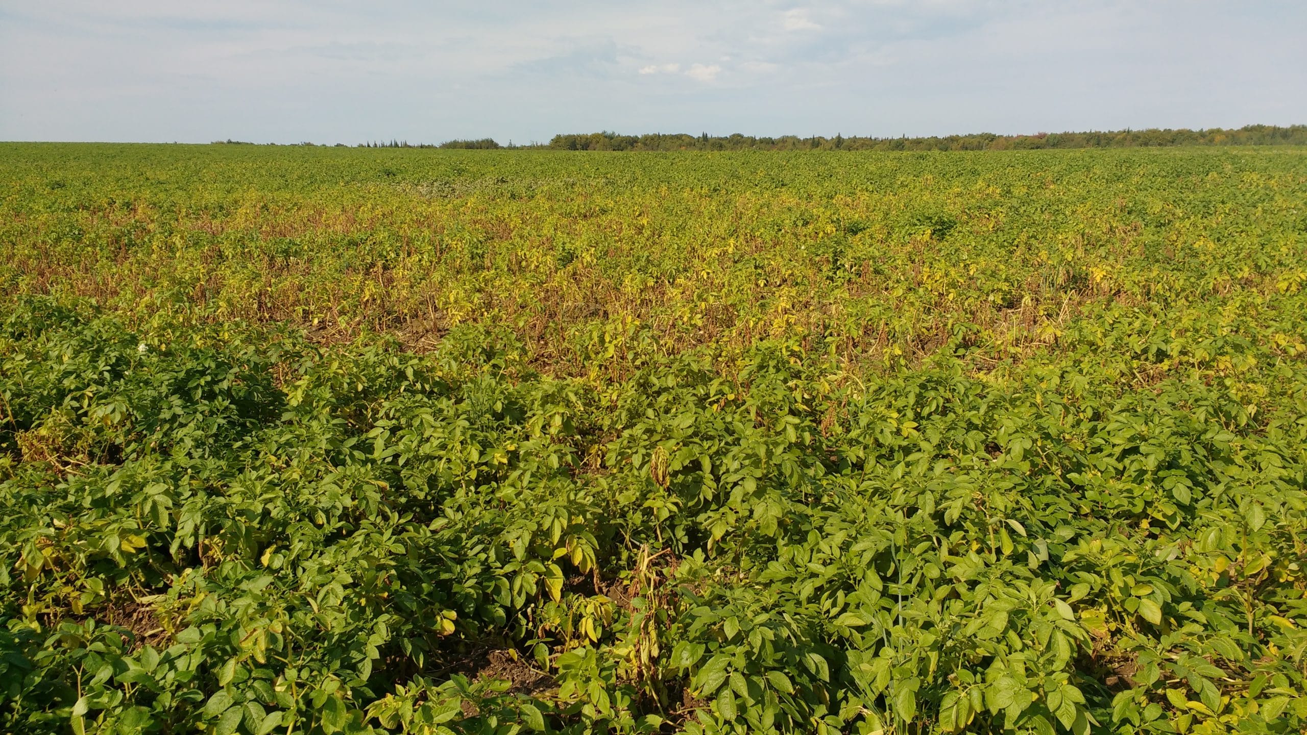 Potato field infected with Potato Early Dying disease