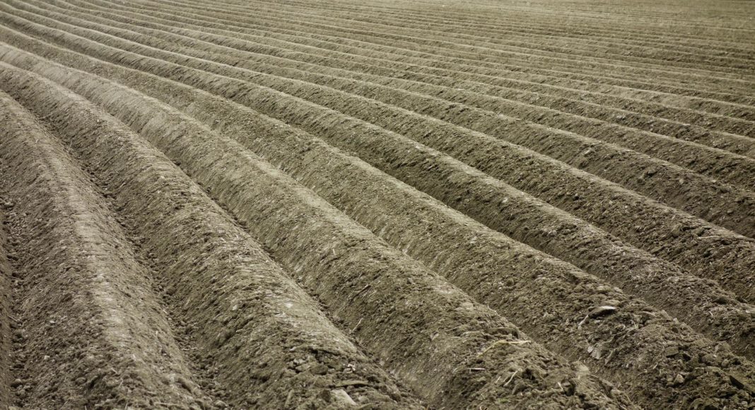 Planted potato rows