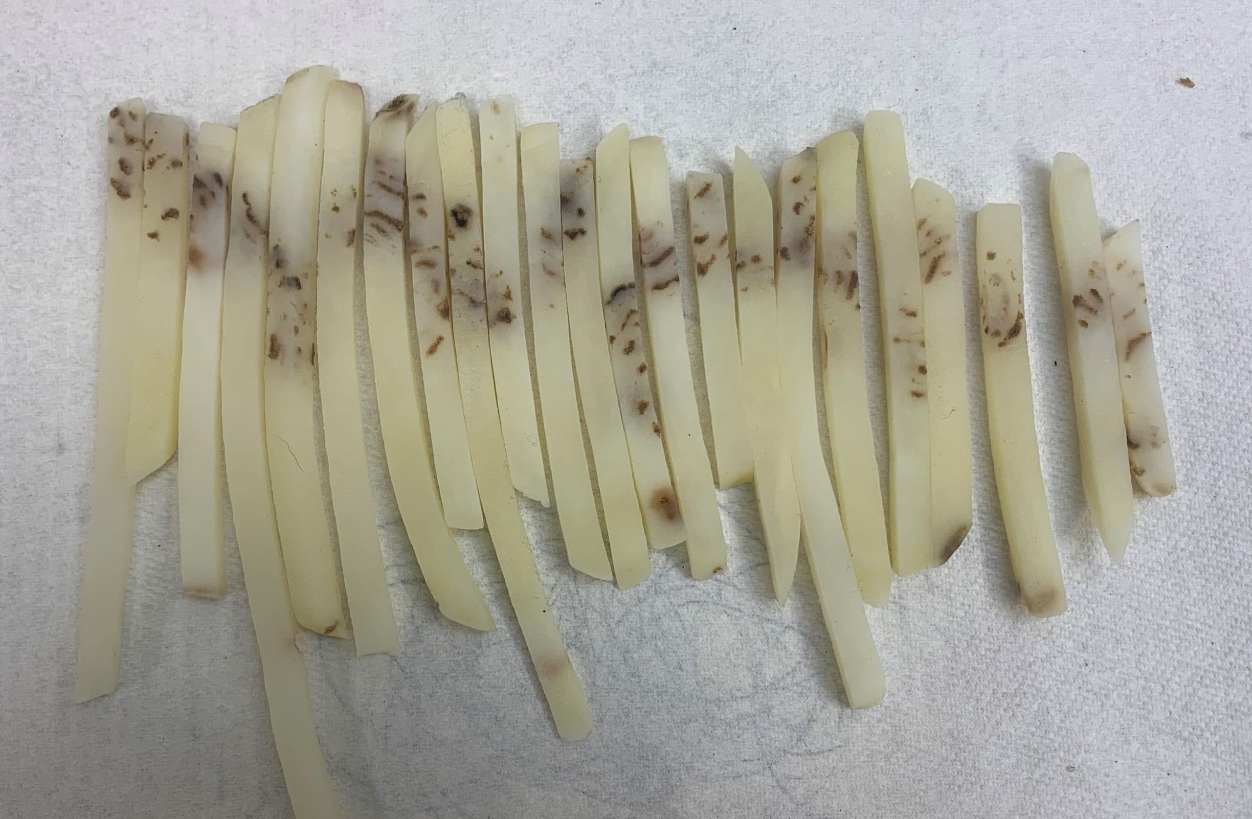 Cut potato tubers with potato mop-top virus