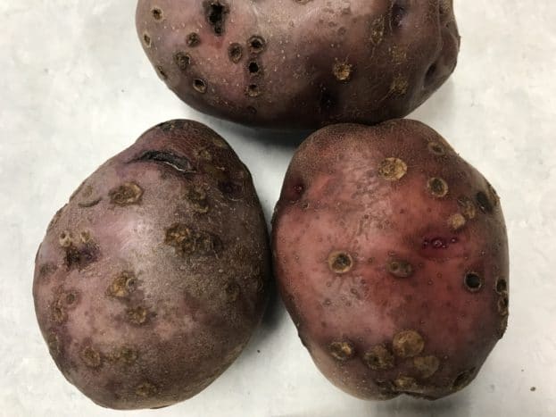 Norland tubers with powdery scab