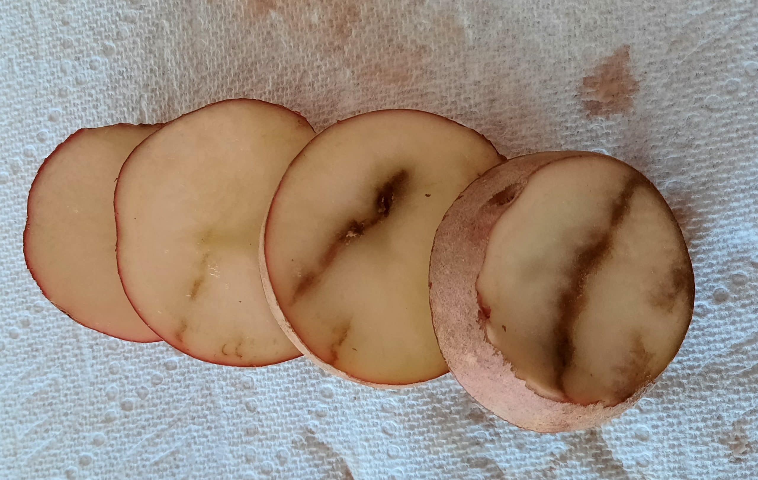 Cut potato tubers with potato mop-top virus