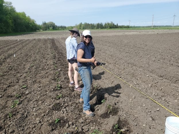 Debbie Jones and the Gaia Consulting team plant potato variety seedlings