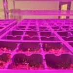 Gaia Consulting potato seedlings trays