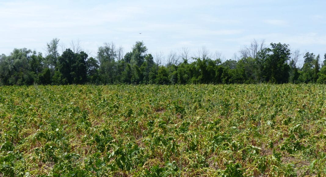 Non-irrigated drought affected potato field
