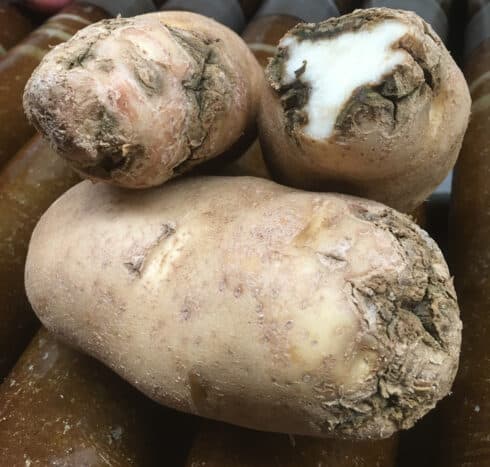 Tuber flesh decay