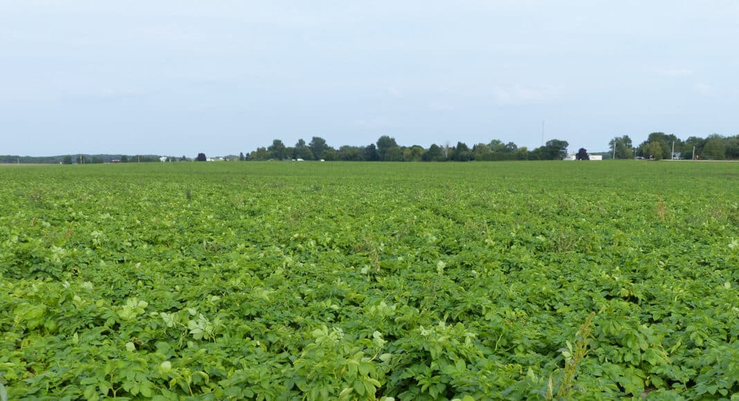 Russet Burbank potato field