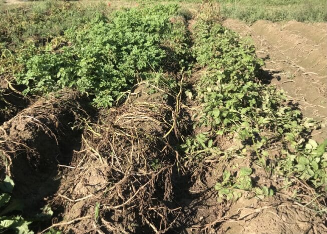 Late blight destroyed potatoes