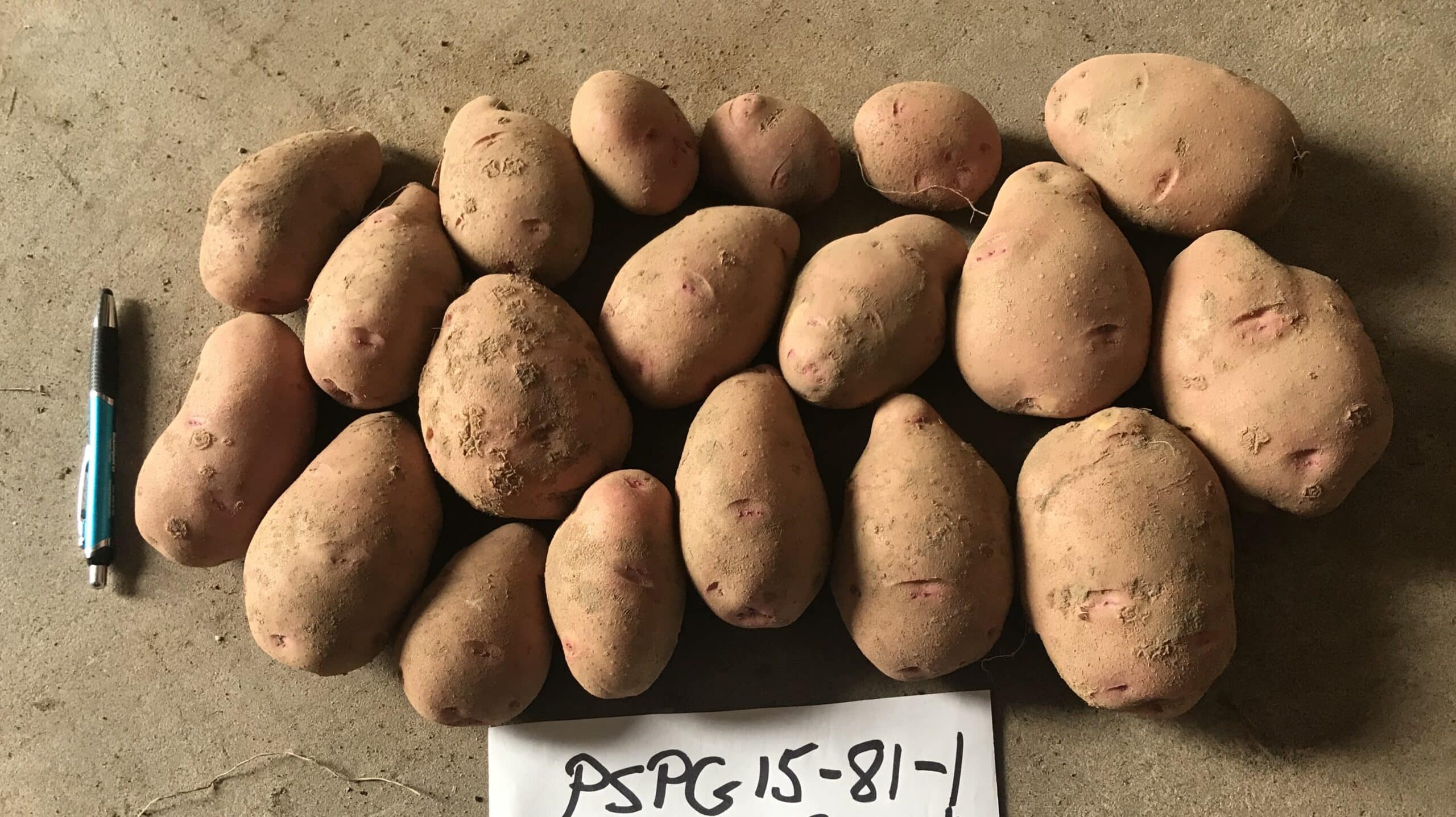 Organic potatoes at Kroeker Farms
