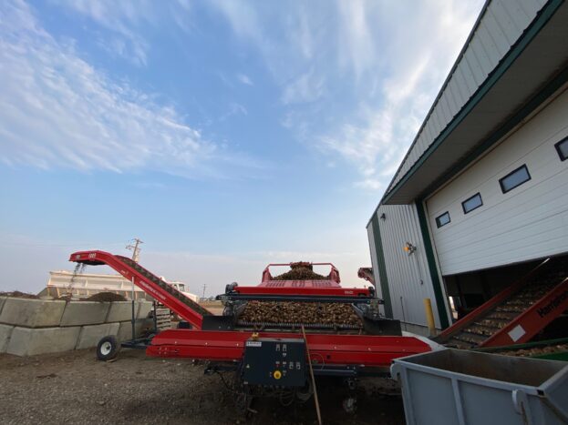Potatoes being loaded into storage