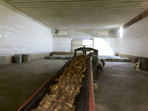 Potatoes on a conveyor belt