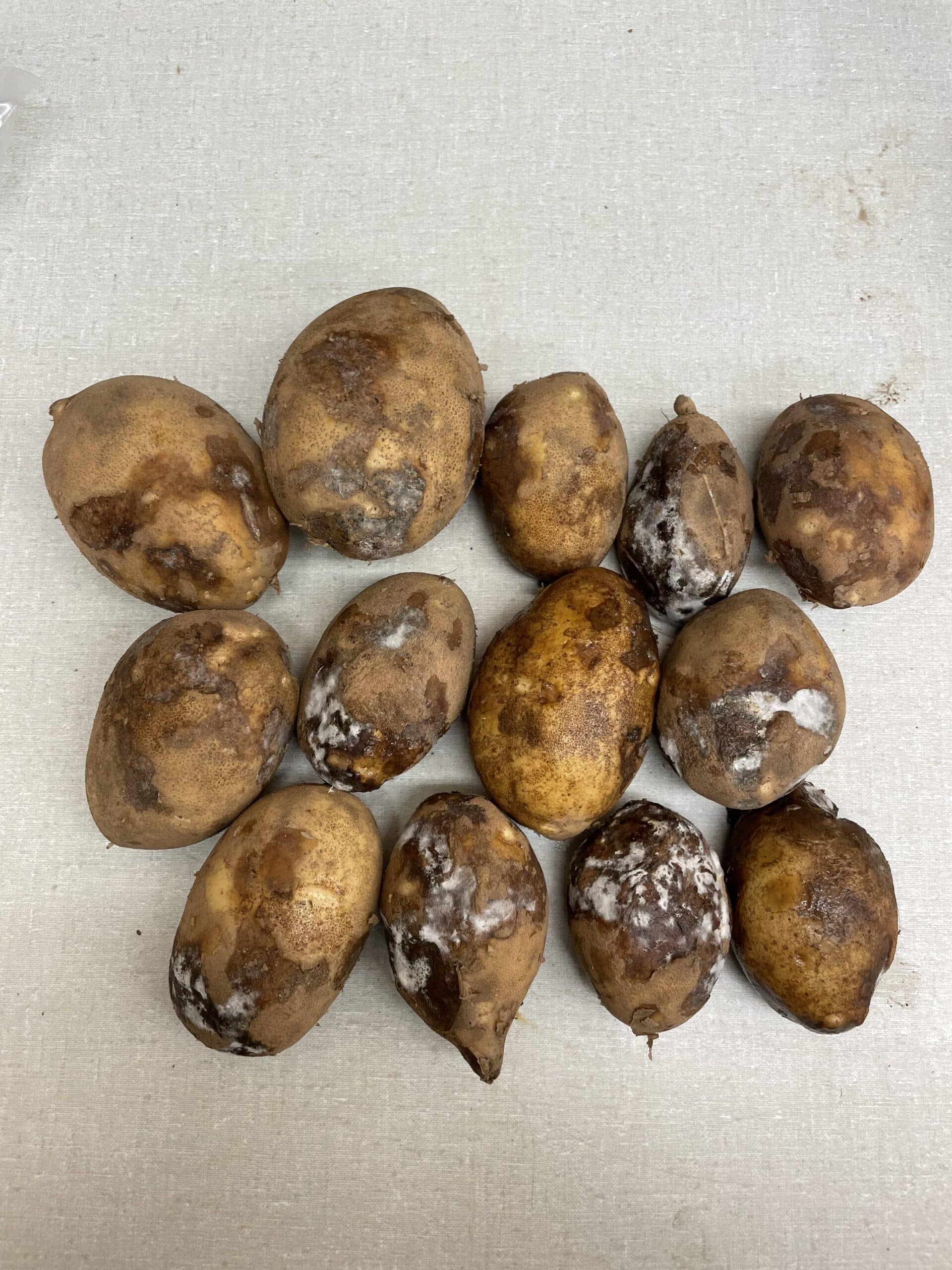 A New Disease Called Rubbery Rot is Lurking in Potato Storages