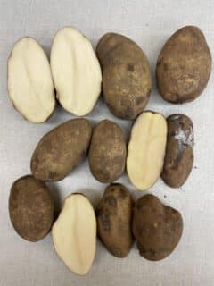 Rubbery rot infected tubers
