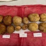 Rubbery rot infected potatoes compared to pink eye and minor blemish