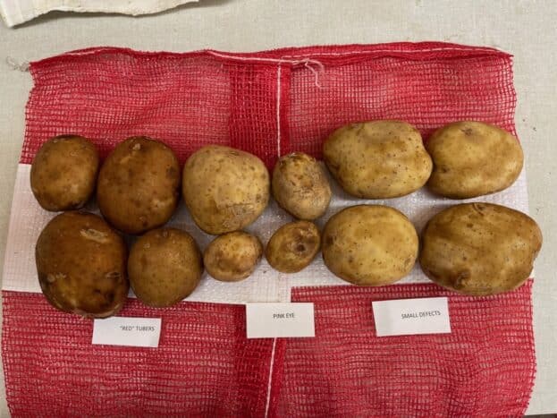 Rubbery rot infected potatoes compared to pink eye and minor blemish