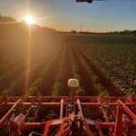 Organic potato field at sunset