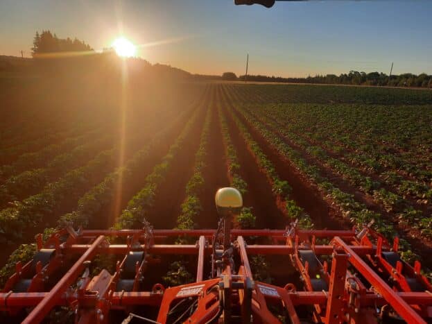 Organic potato field at sunset