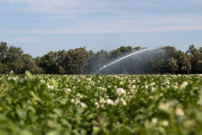 Organic potato field watered