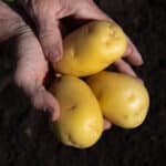 Kroeker Farms organic potatoes