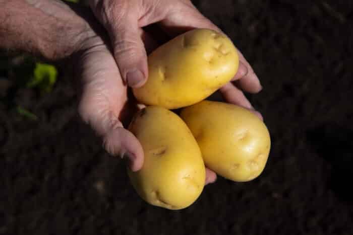Kroeker Farms organic potatoes