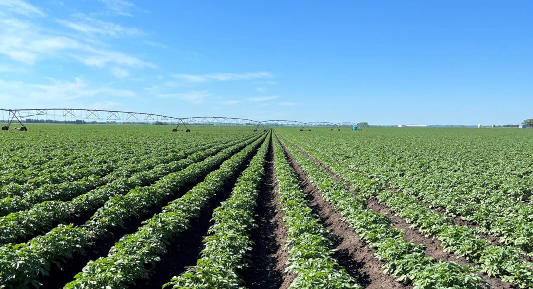 Potato rows with irrigation pivot