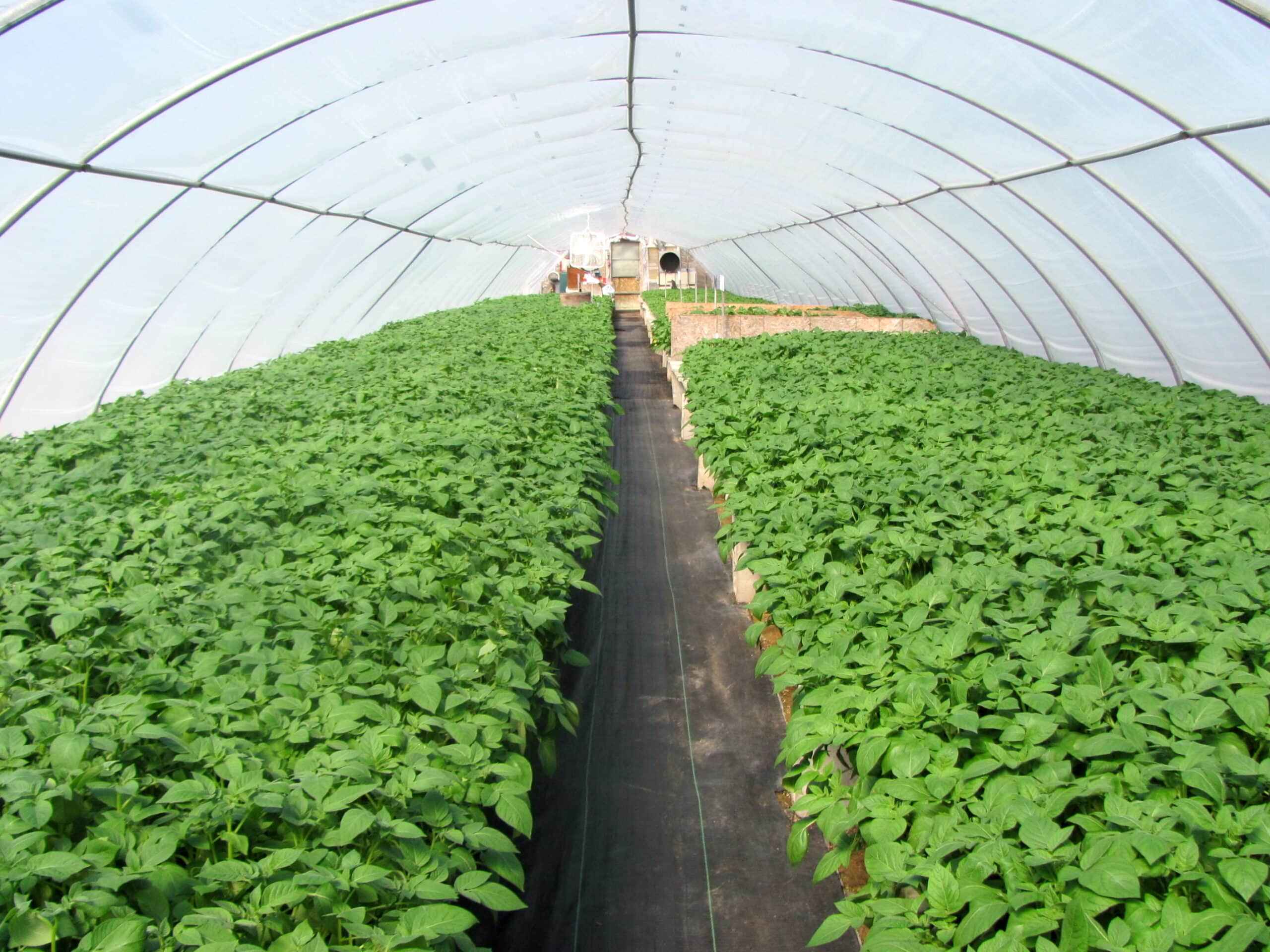 Minituber production in a greenhouse