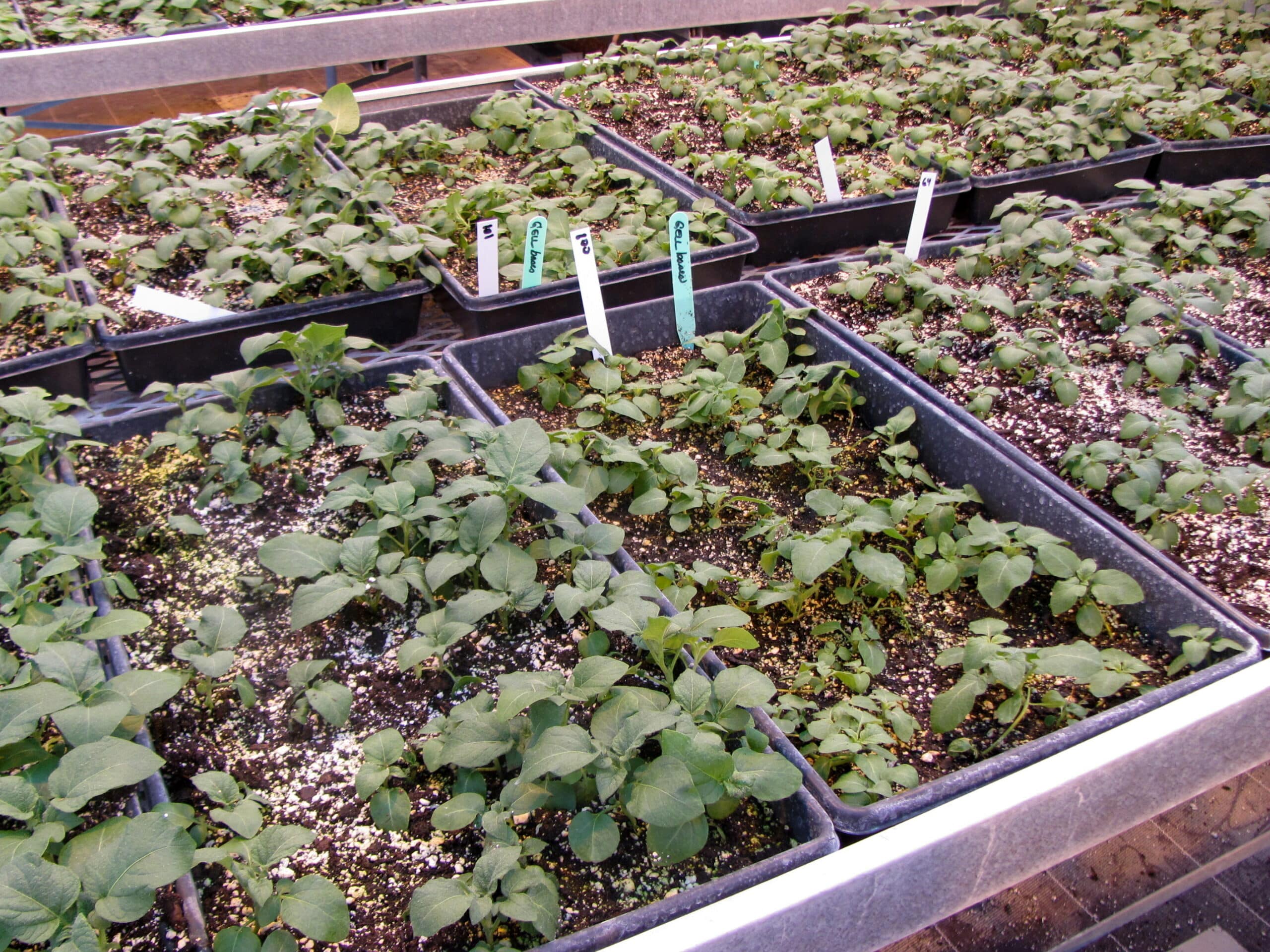 Minituber production in a greenhouse
