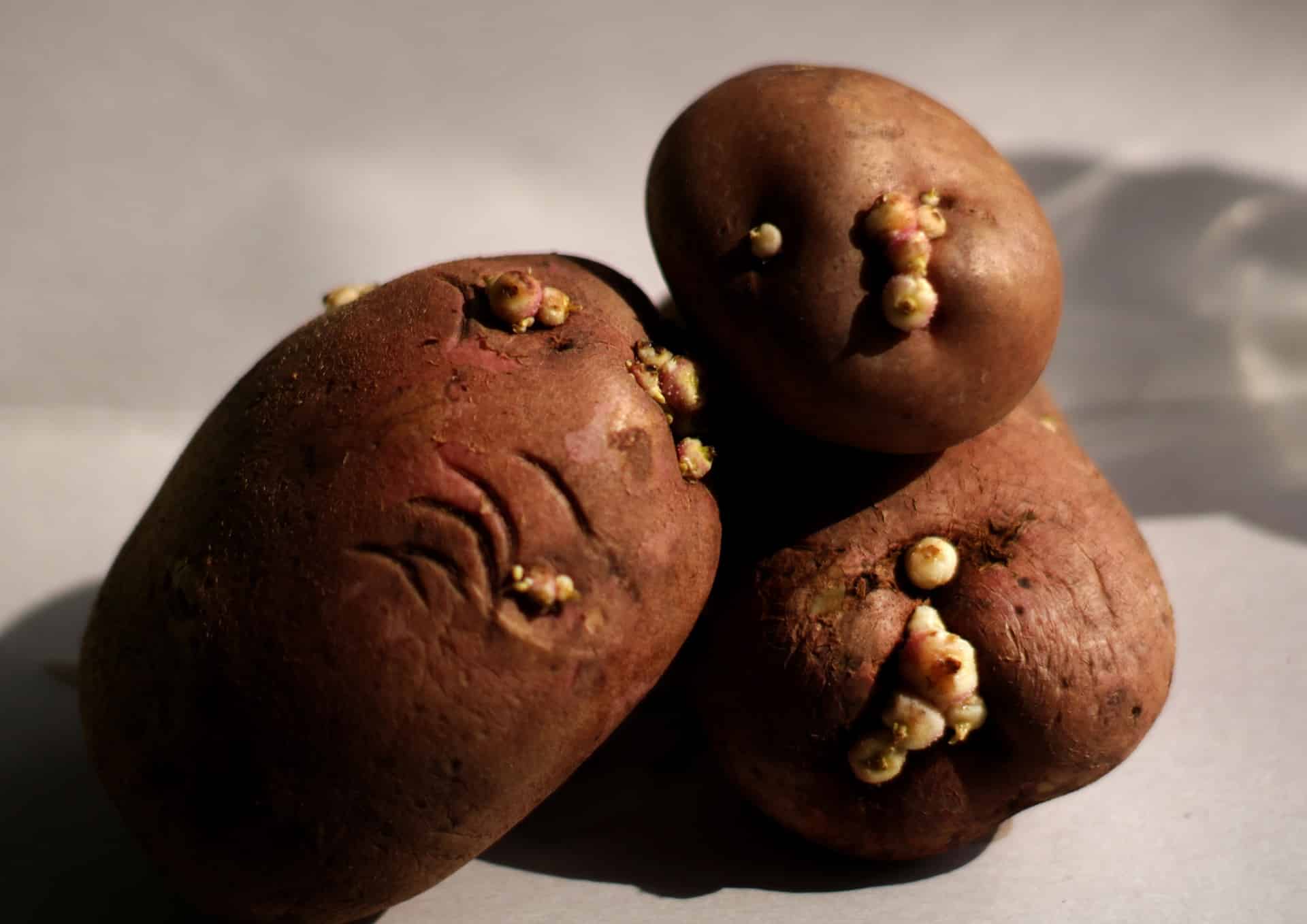 Sprouted potatoes