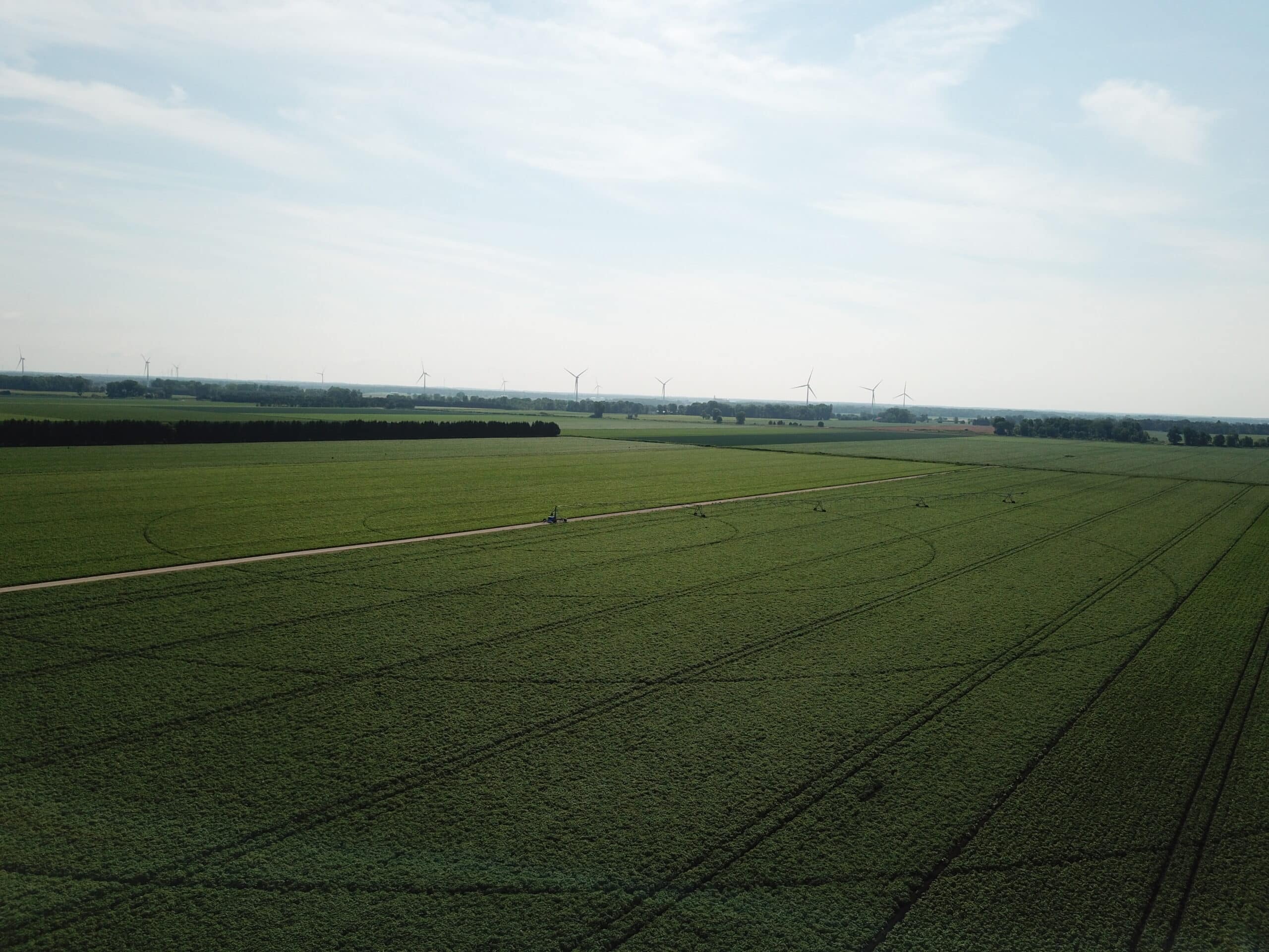 Green potato field