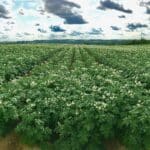 Flowering potato field at McCain Food’s Canadian Farm of the Future
